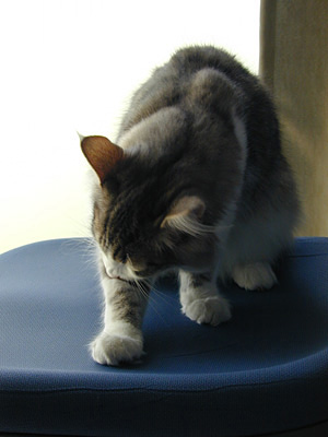 �Υ륦��������� �ե��쥹�� ����å�