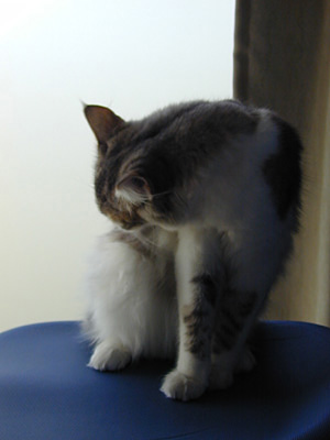 �Υ륦��������� �ե��쥹�� ����å�