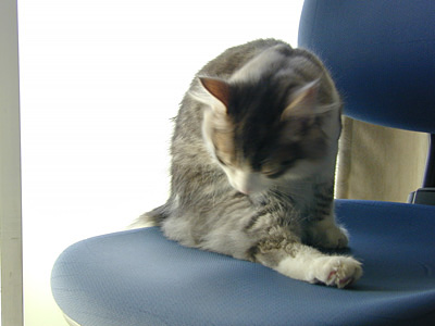 �Υ륦��������� �ե��쥹�� ����å�