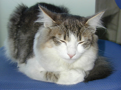 �Υ륦��������� �ե��쥹�� ����å�