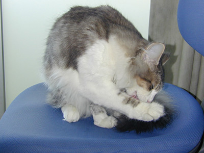 �Υ륦��������� �ե��쥹�� ����å�