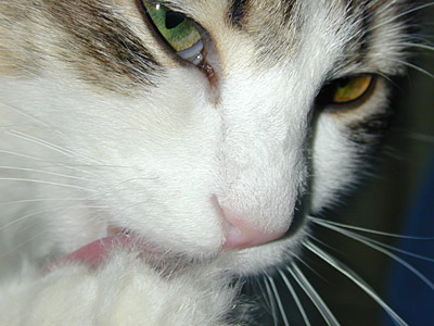 �Υ륦��������� �ե��쥹�� ����å�