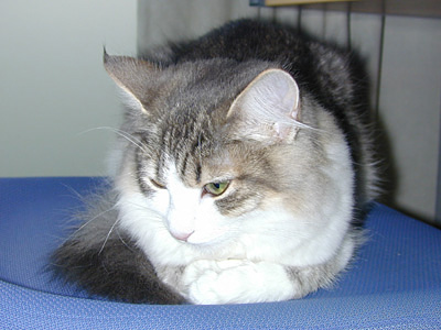 �Υ륦��������� �ե��쥹�� ����å�