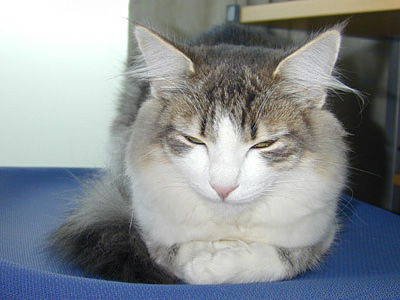 �Υ륦��������� �ե��쥹�� ����å�