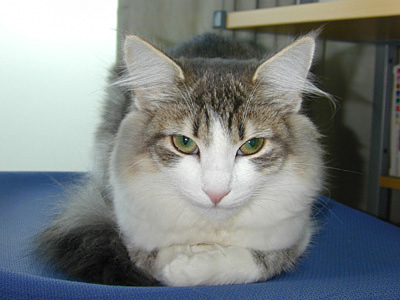 �Υ륦��������� �ե��쥹�� ����å�