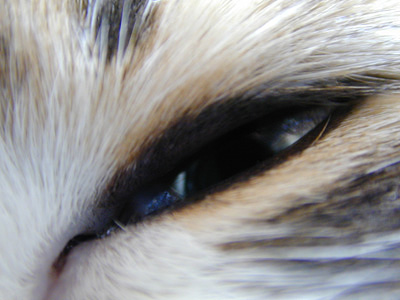 �Υ륦��������� �ե��쥹�� ����å�