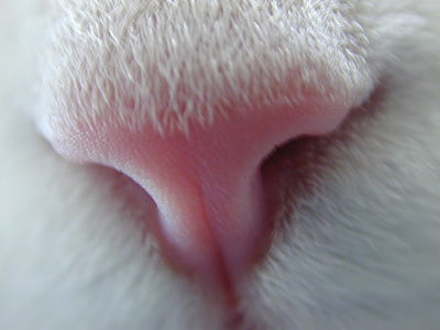 �Υ륦��������� �ե��쥹�� ����å�