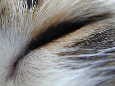 �Υ륦��������� �ե��쥹�� ����å�