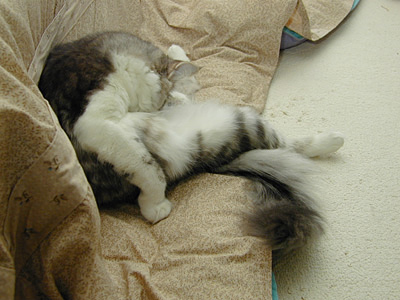 �Υ륦��������� �ե��쥹�� ����å�