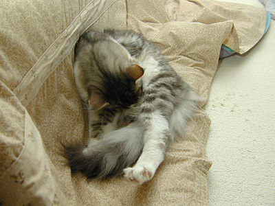 �Υ륦��������� �ե��쥹�� ����å�