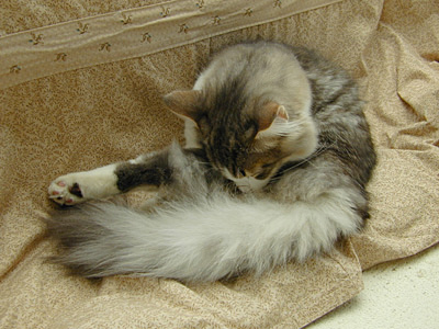 �Υ륦��������� �ե��쥹�� ����å�