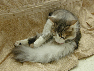 �Υ륦��������� �ե��쥹�� ����å�