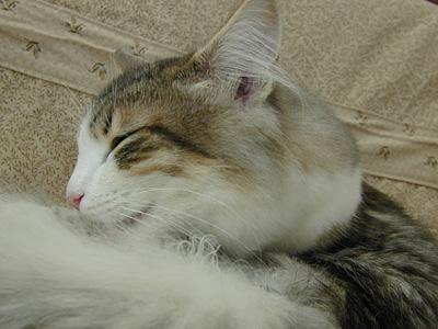 �Υ륦��������� �ե��쥹�� ����å�