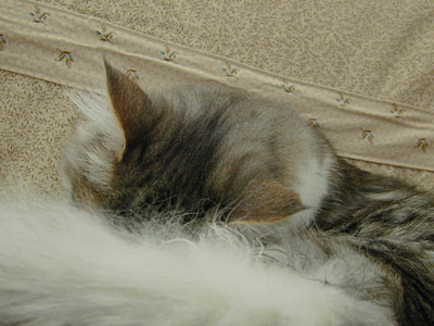 �Υ륦��������� �ե��쥹�� ����å�