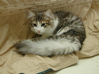 �Υ륦��������� �ե��쥹�� ����å�