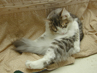 �Υ륦��������� �ե��쥹�� ����å�