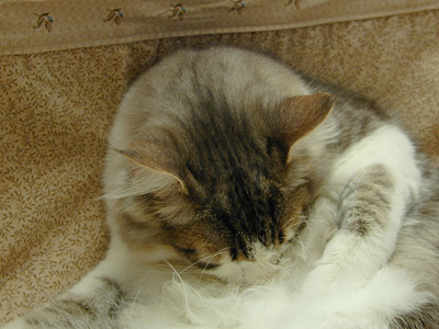 �Υ륦��������� �ե��쥹�� ����å�