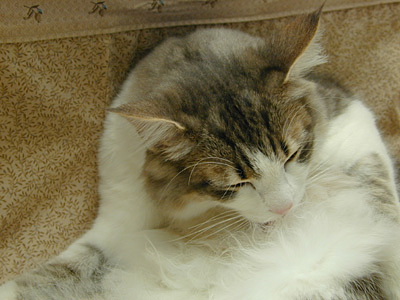 �Υ륦��������� �ե��쥹�� ����å�