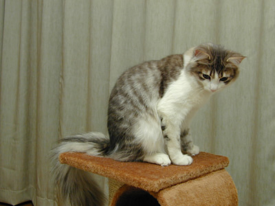 �Υ륦��������� �ե��쥹�� ����å�