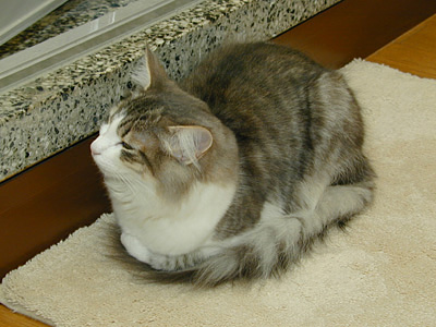 �Υ륦��������� �ե��쥹�� ����å�