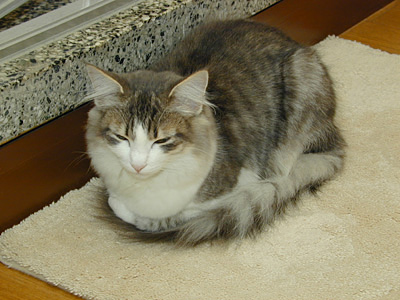 �Υ륦��������� �ե��쥹�� ����å�