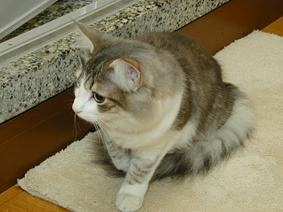 �Υ륦��������� �ե��쥹�� ����å�