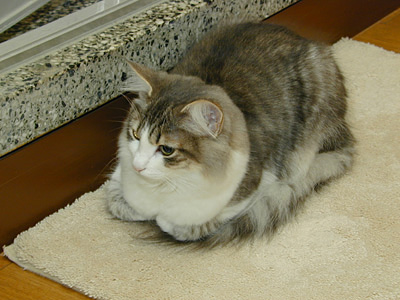 �Υ륦��������� �ե��쥹�� ����å�