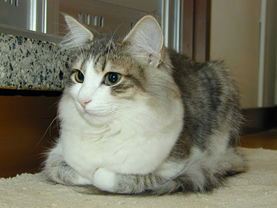 �Υ륦��������� �ե��쥹�� ����å�