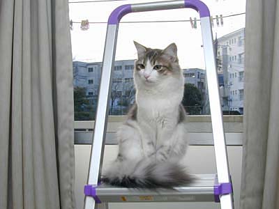 Υ륦 ե쥹 å