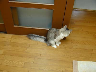 Υ륦 ե쥹 å