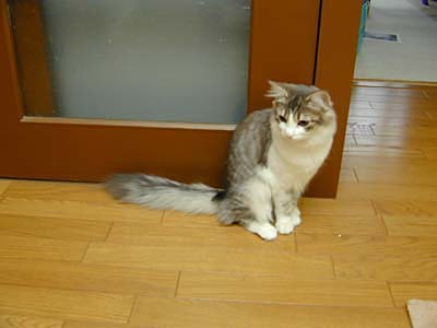 Υ륦 ե쥹 å