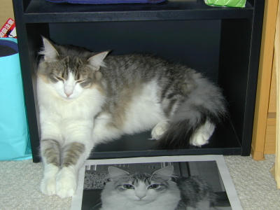 �Υ륦��������� �ե��쥹�� ����å�