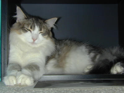 �Υ륦��������� �ե��쥹�� ����å�