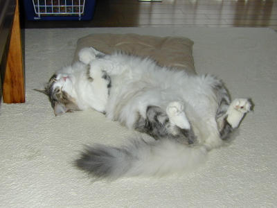 �Υ륦��������� �ե��쥹�� ����å�