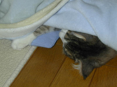 �Υ륦��������� �ե��쥹�� ����å�