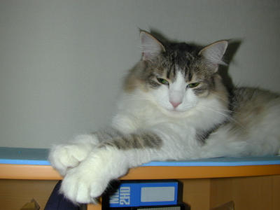 �Υ륦��������� �ե��쥹�� ����å�