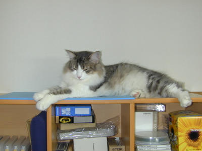 �Υ륦��������� �ե��쥹�� ����å�