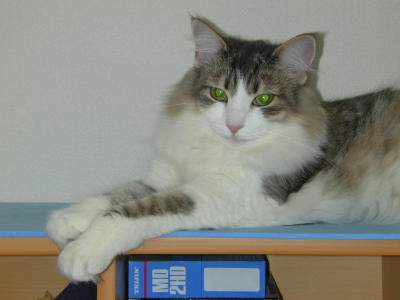 �Υ륦��������� �ե��쥹�� ����å�