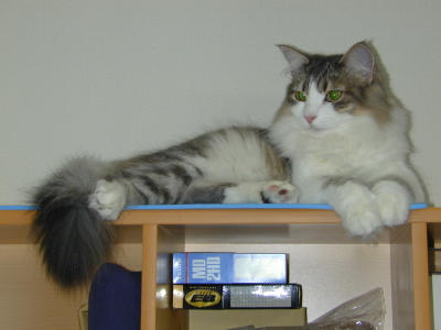 �Υ륦��������� �ե��쥹�� ����å�