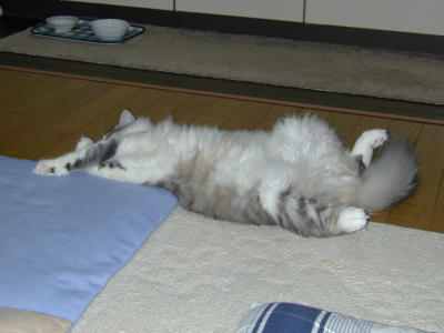 �Υ륦��������� �ե��쥹�� ����å�