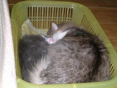 �Υ륦��������� �ե��쥹�� ����å�