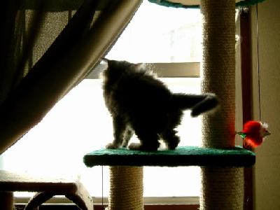 �Υ륦��������� �ե��쥹�� ����å�