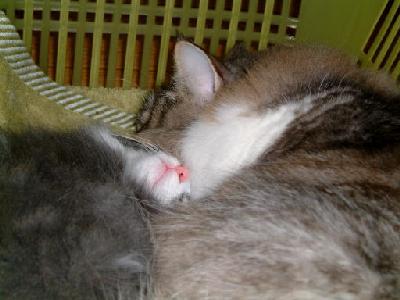 �Υ륦��������� �ե��쥹�� ����å�