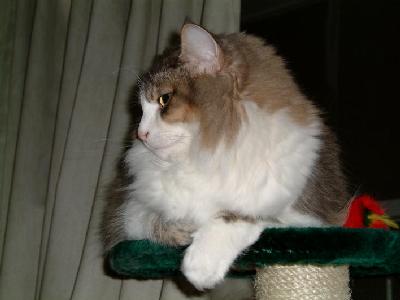 �Υ륦��������� �ե��쥹�� ����å�