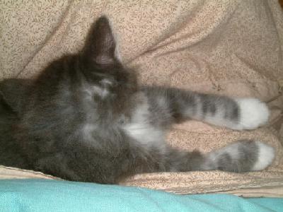 �Υ륦��������� �ե��쥹�� ����å�