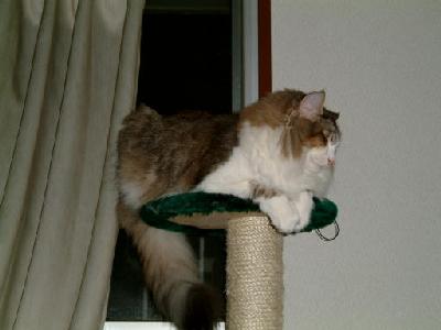 �Υ륦��������� �ե��쥹�� ����å�