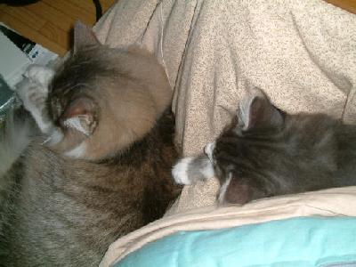 �Υ륦��������� �ե��쥹�� ����å�