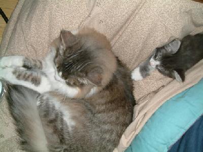 �Υ륦��������� �ե��쥹�� ����å�