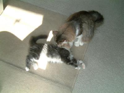 �Υ륦��������� �ե��쥹�� ����å�