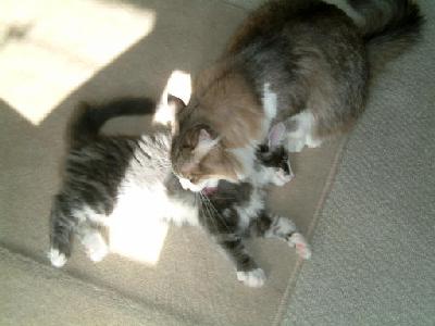 �Υ륦��������� �ե��쥹�� ����å�